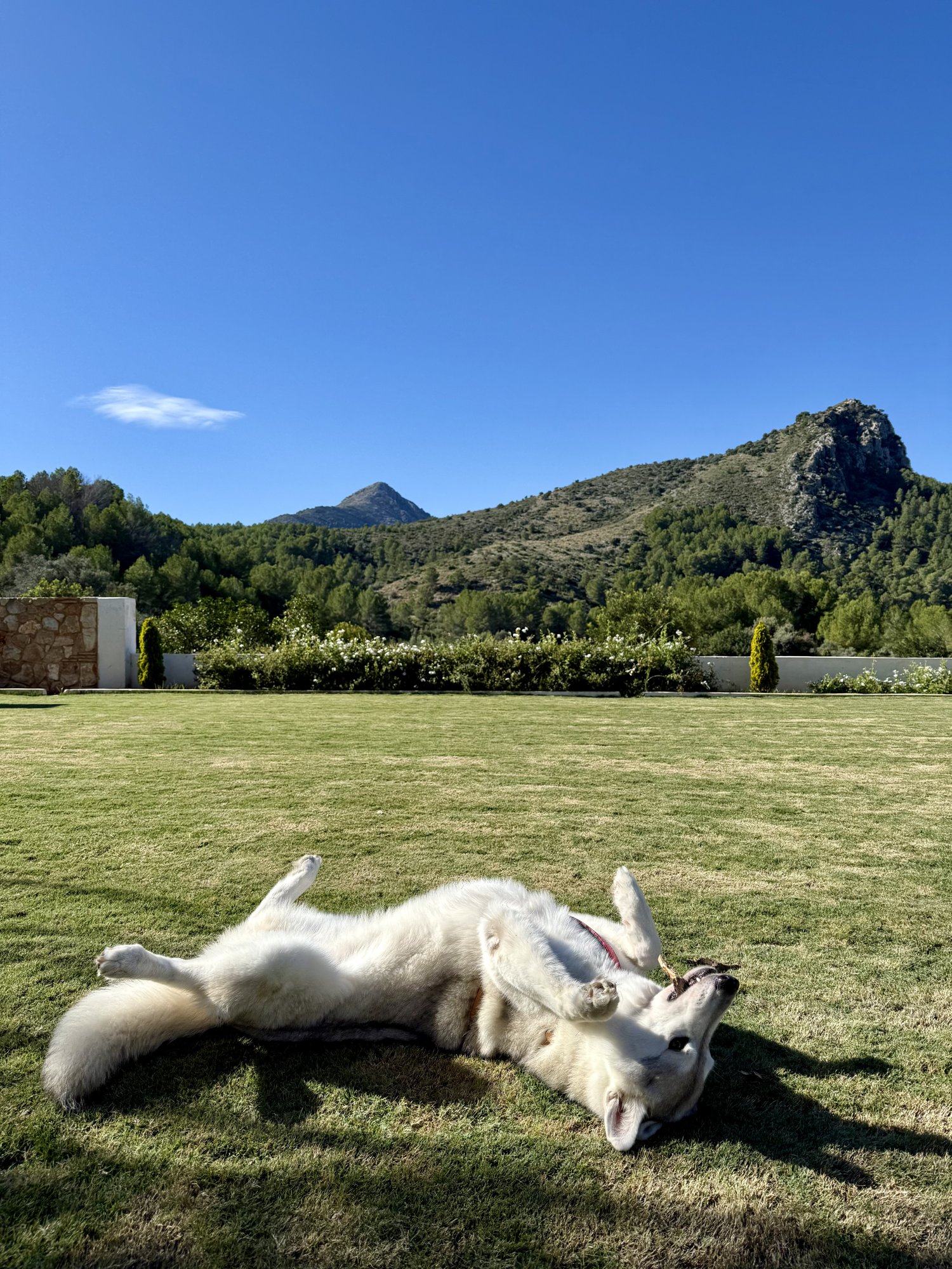 Dakora en la finca Racó del Pastor